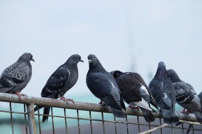 Improve Health and Safety with Pigeon Removal!