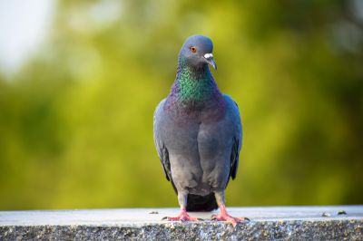 Reduce Noise with Pigeon Removal!