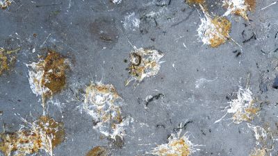 Improve Cleanliness with Pigeon Removal!