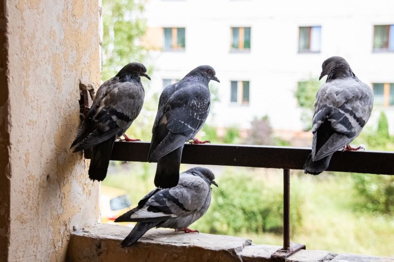 Pigeon Removal
