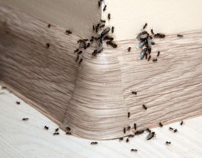 Black Ant Extermination in Rockwall, TX