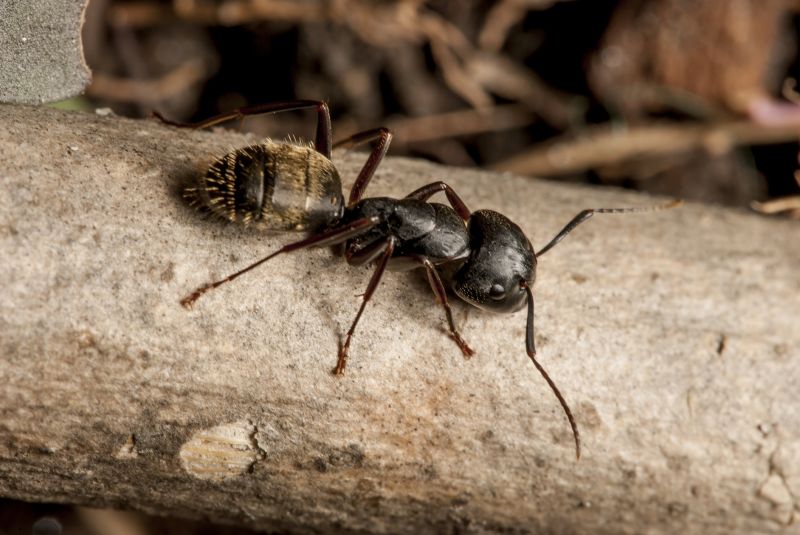 Black Ant Extermination in Katy, TX