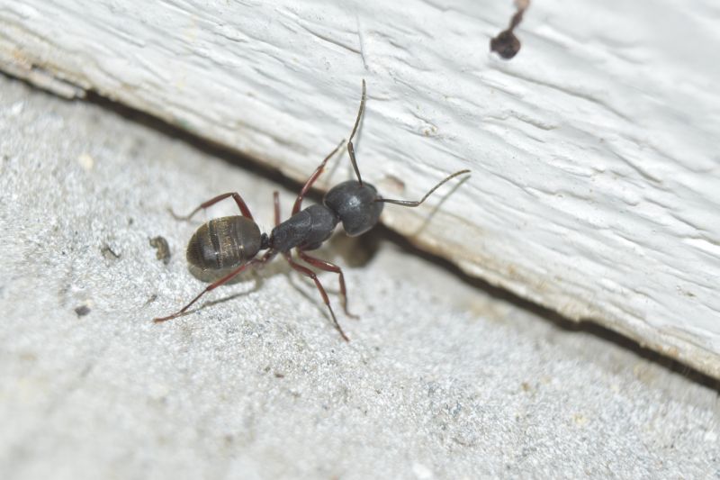 Black Ant Extermination in Arlington, TX