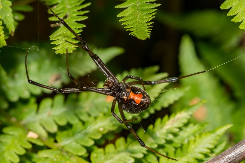 Black Widow Extermination in New Braunfels, TX