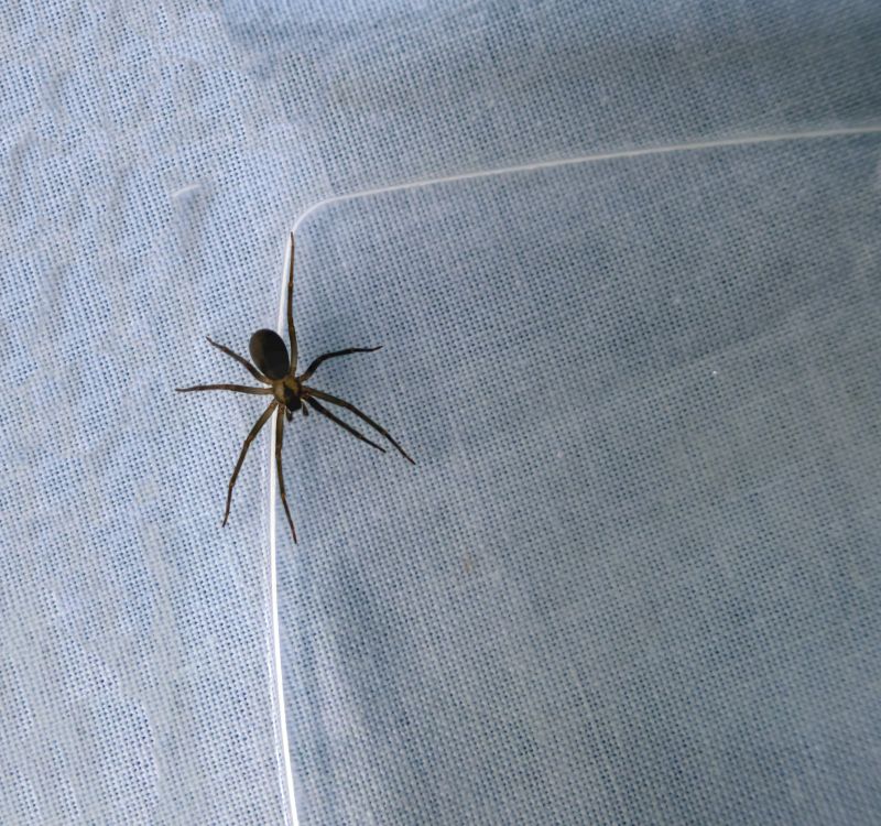 Brown Recluse Extermination in Katy, TX