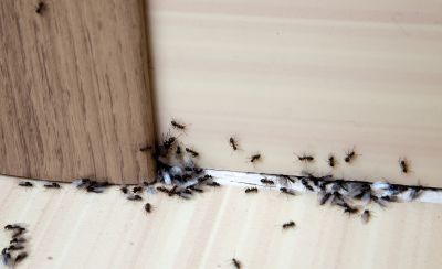 Carpenter Ant Extermination in Frisco, TX