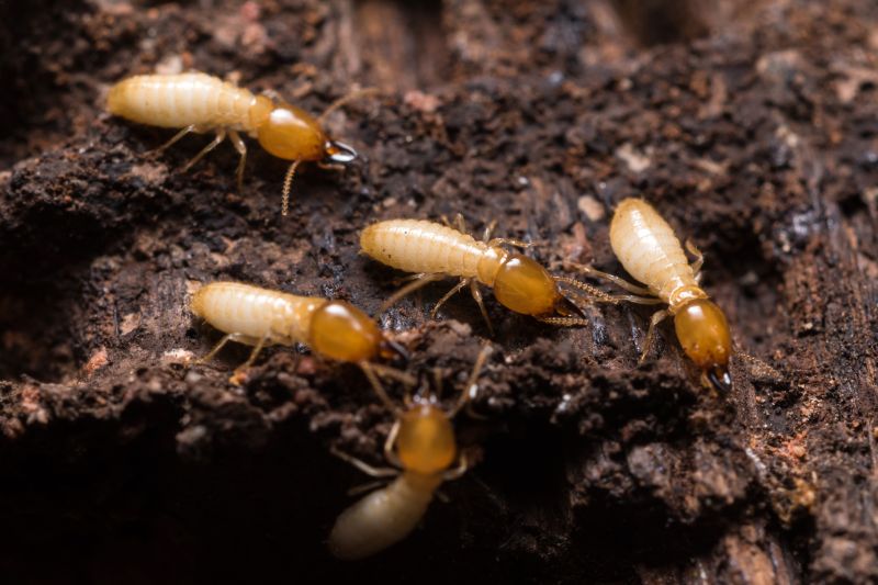 Commercial Termite Removal
