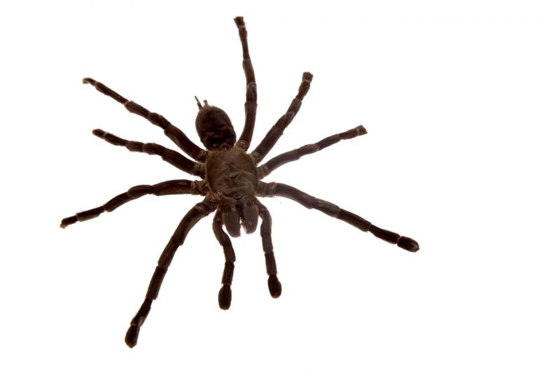 Common Spiders Extermination in New Braunfels, TX