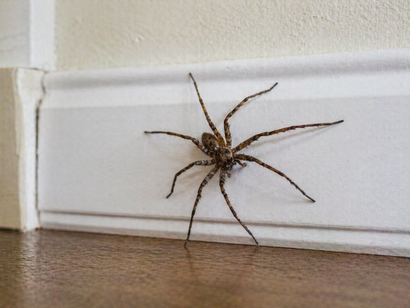 Common Spiders Extermination in Rockwall, TX