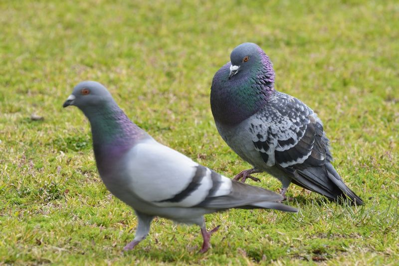 Cost of Pigeon Removal — Cost of Pigeon Removal