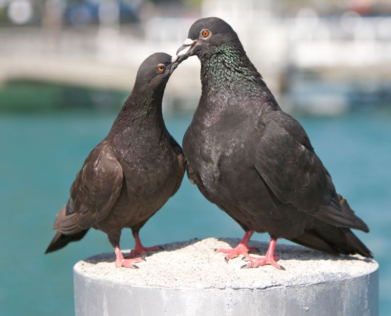 Post-Removal Cleanup