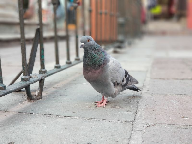 Cost of Pigeon Removal — Cost of Pigeon Removal