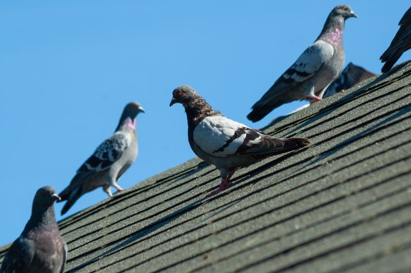 Cost of Pigeon Removal — Cost of Pigeon Removal