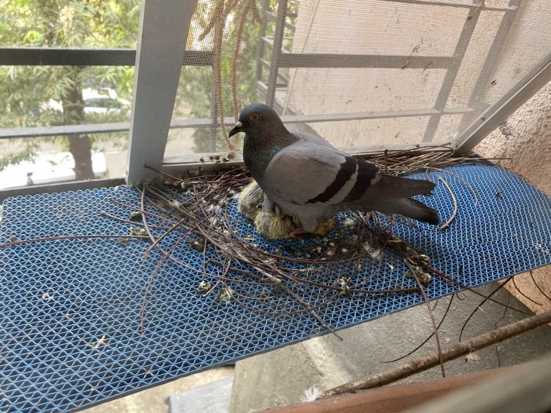 Cost of Pigeon Removal — Cost of Pigeon Removal