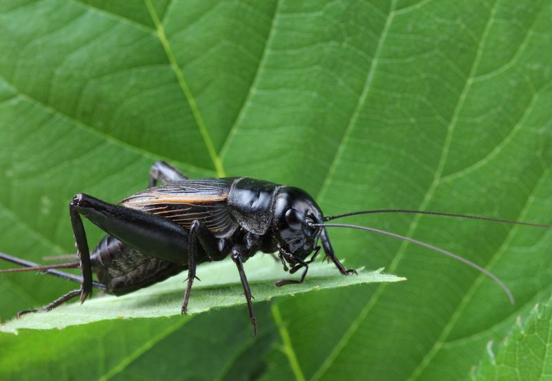 Cricket Control Service in Katy, TX