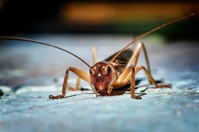 Cricket Control Service in Rockwall, TX