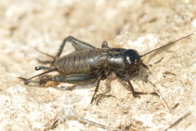 Cricket Prevention in Denton, TX