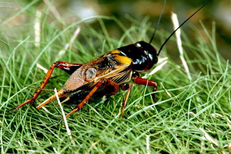 Cricket Prevention in New Braunfels, TX