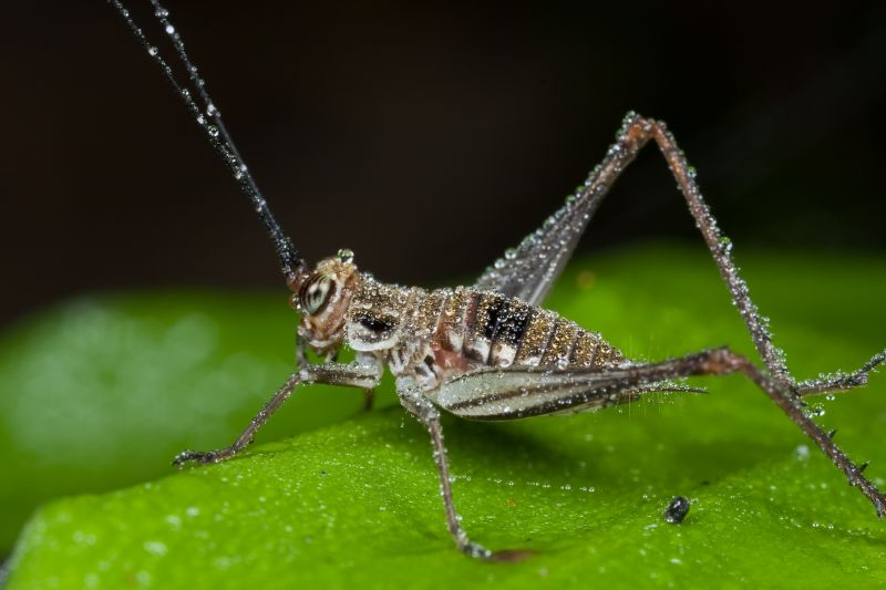 Cricket Prevention in New Braunfels, TX