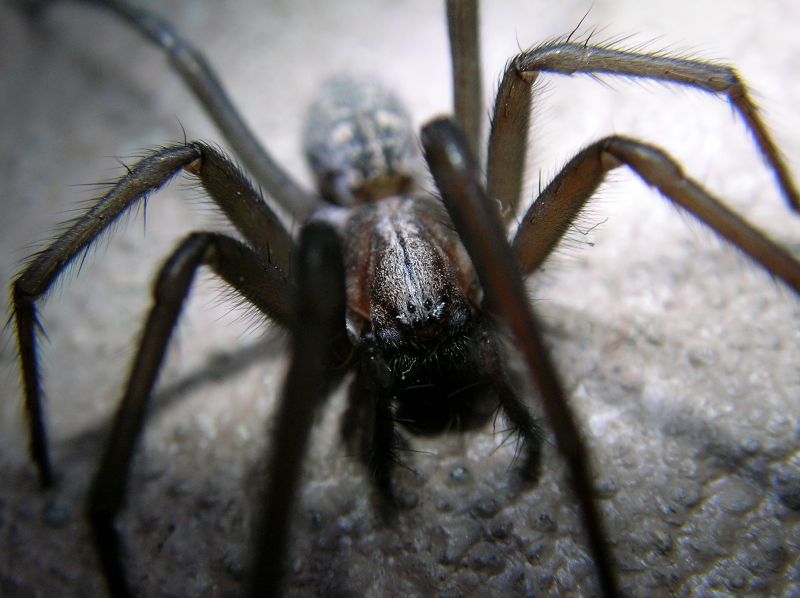 Cross Spider Extermination in Frisco, TX