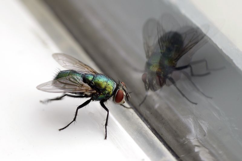 Fly Control Service in Denton, TX