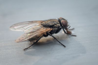 Fly Control Service in Mckinney, TX