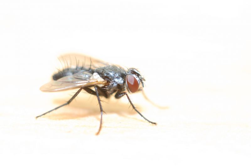 Fly Extermination in Fort Worth, TX