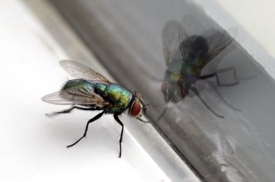 Fly Pest Control in Denton, TX