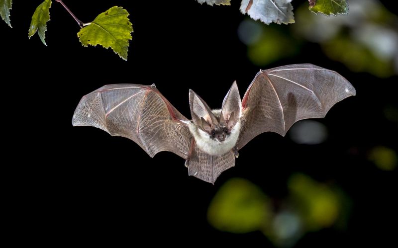 How Birds And Bats Impact Commercial Buildings And Facilities