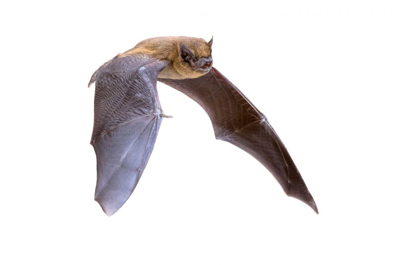 Humane Bird And Bat Deterrent Methods For Large Buildings