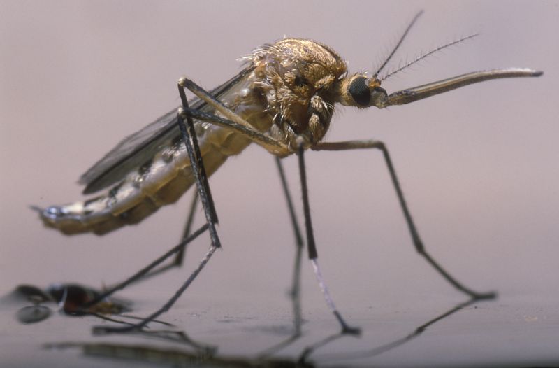 Mosquito Control Service in Denton, TX