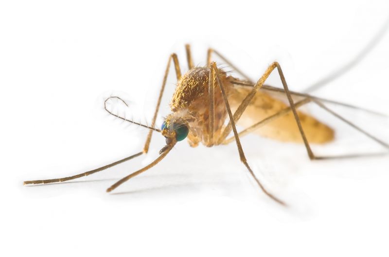 Mosquitoes Pest Control in Mckinney, TX
