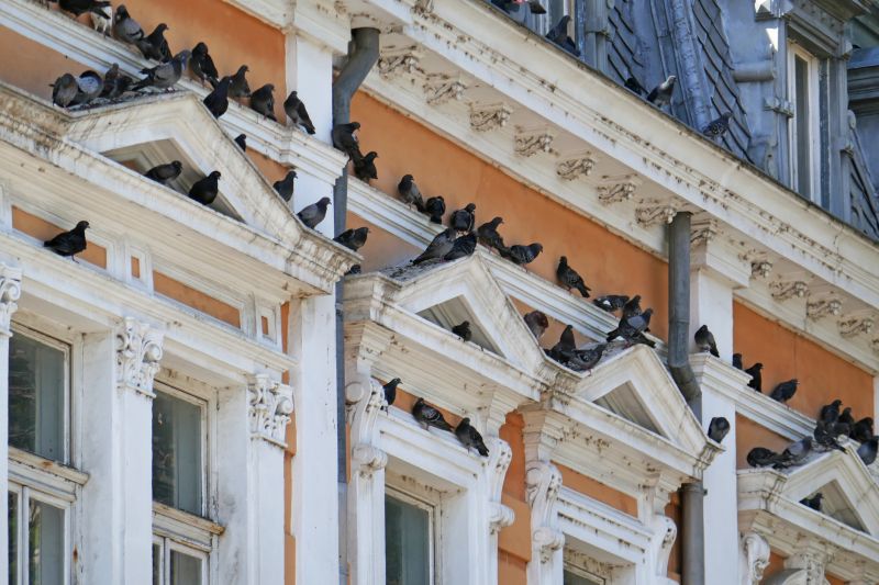 Pigeon Damage on Buildings