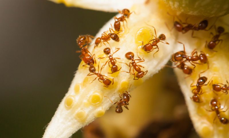 Red Ant Extermination in Mckinney, TX