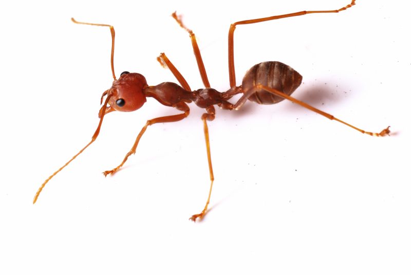 Red Ant Extermination in Rockwall, TX