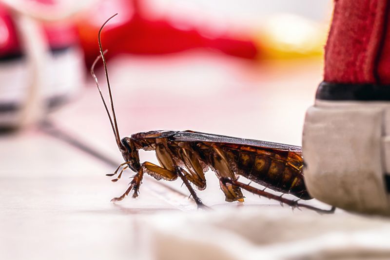 Roach Fumigation in Gwinnett County, GA