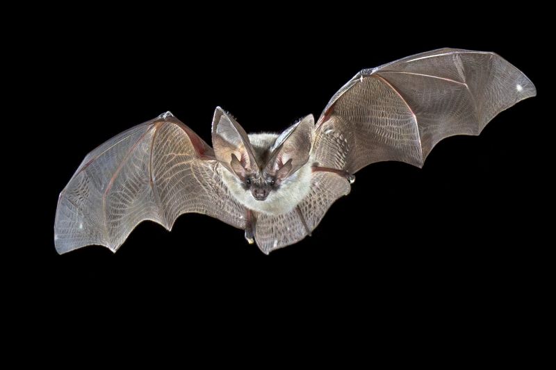 Signs Your Property Needs Bird Or Bat Pest Control Services