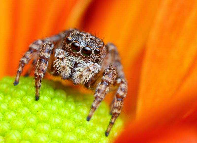 Spider Extermination Service in Denton, TX