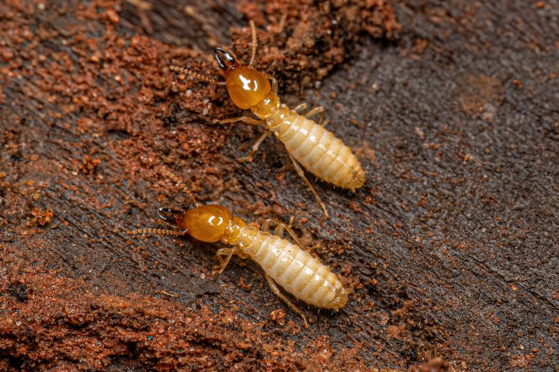 Termite Fumigation in Katy, TX