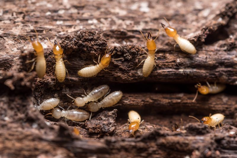 Termite Infestation Service in Frisco, TX