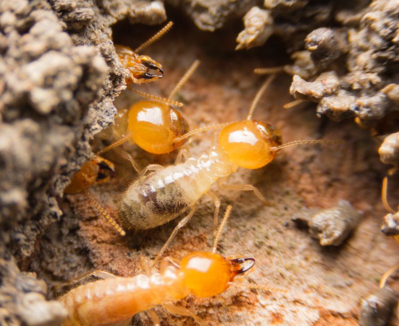 Termite Prevention in Frisco, TX