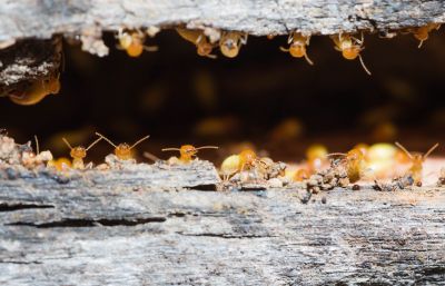 Termites Extermination in Frisco, TX