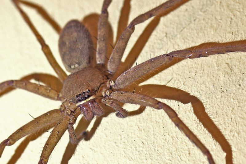 Trapdoor Spider Removal in Fort Worth, TX