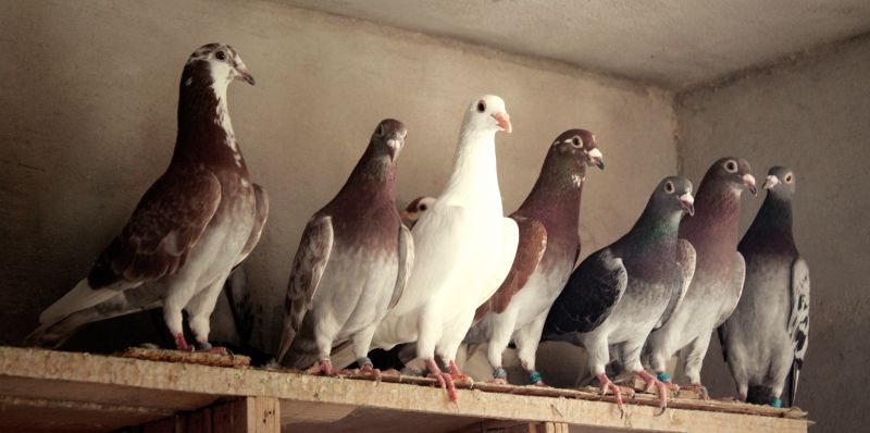 Late Fall Pigeon Control