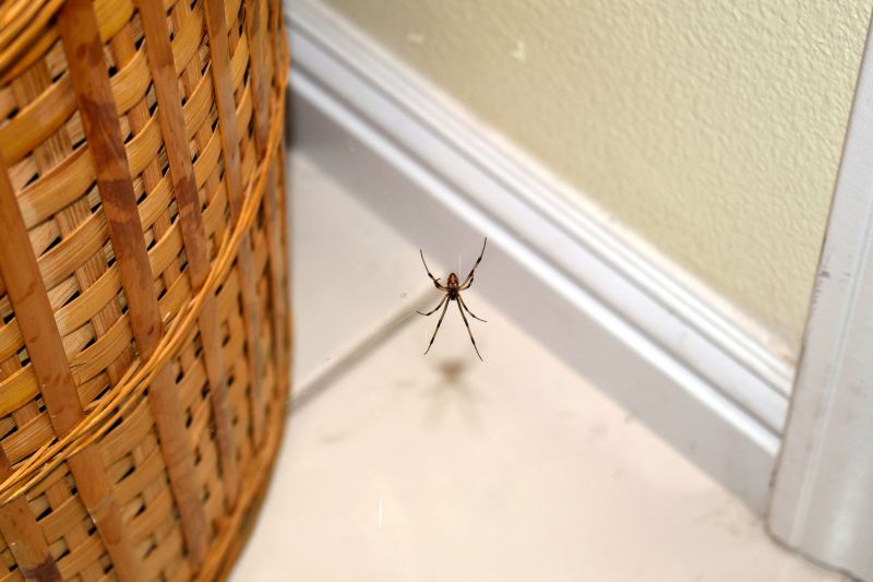 Wolf Spider Removal in Rockwall, TX